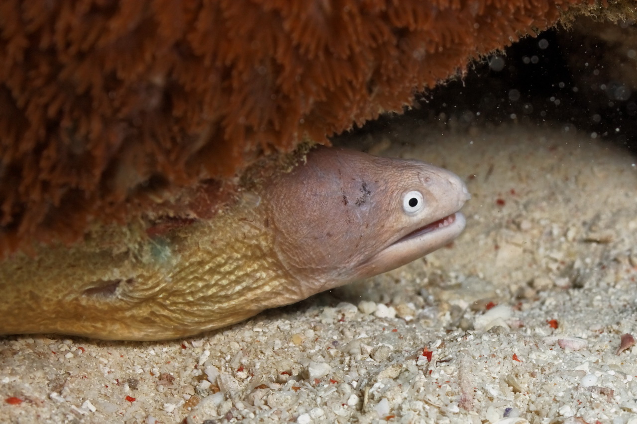 Gymnothorax thyrsoideus (Murena occhio bianco)